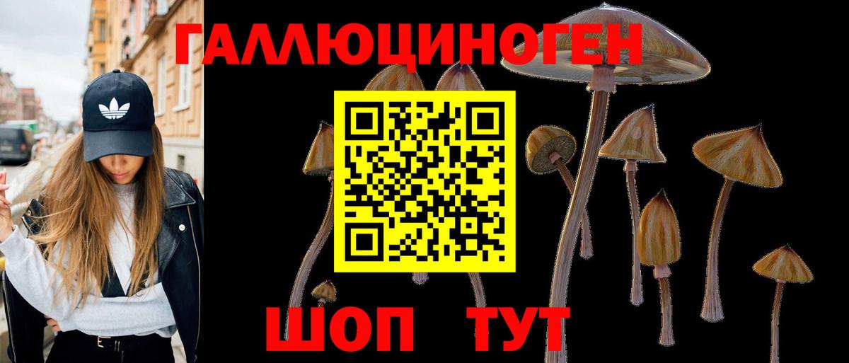 Галлюциногенные грибы Psilocybe Усть-Джегута